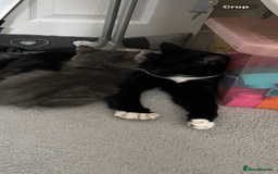 Domestic Shorthair cats for sale: Brother cats. One rock and white and one ginger.  - Image 1