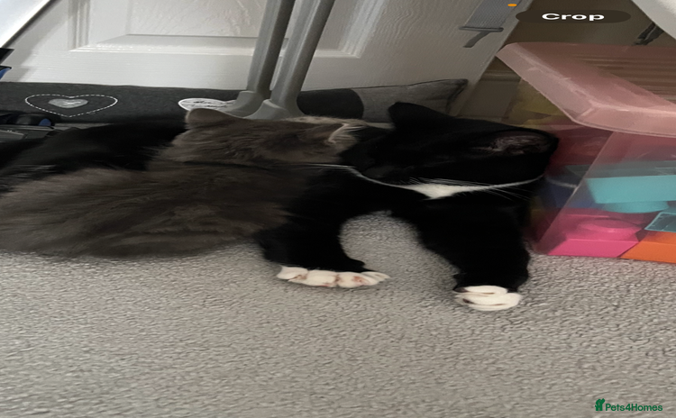 Domestic Shorthair cats - Advert 1