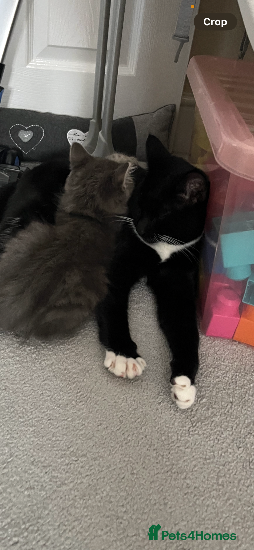 Domestic Shorthair cats for sale: Brother cats. One rock and white and one ginger.  - Image 1