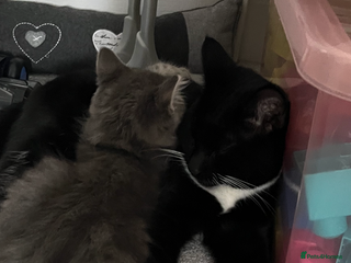 Domestic Shorthair cats for sale - Advert 1