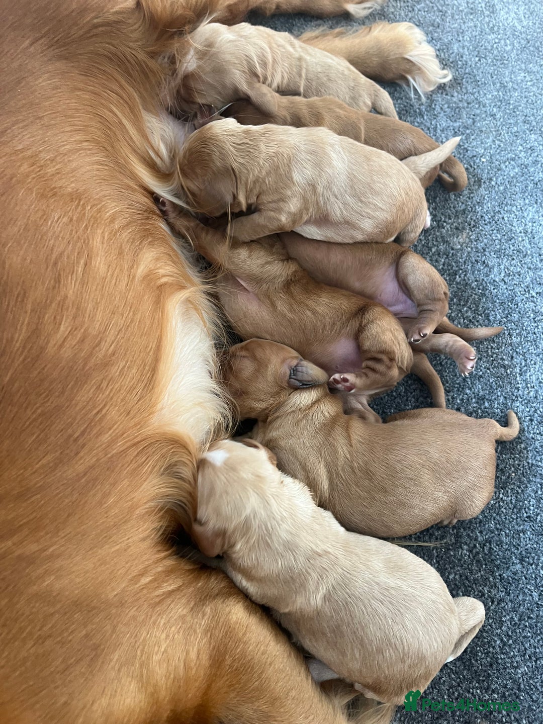 Cockapoo dogs for sale: 7 beautiful cockapoos  - Image 26