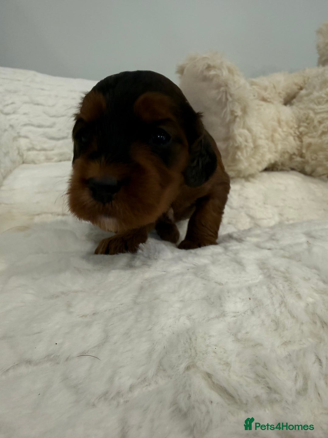 Cockapoo dogs for sale: 11 red sable, f1 cockapoo. KC & DNA clear parents - Advert 9