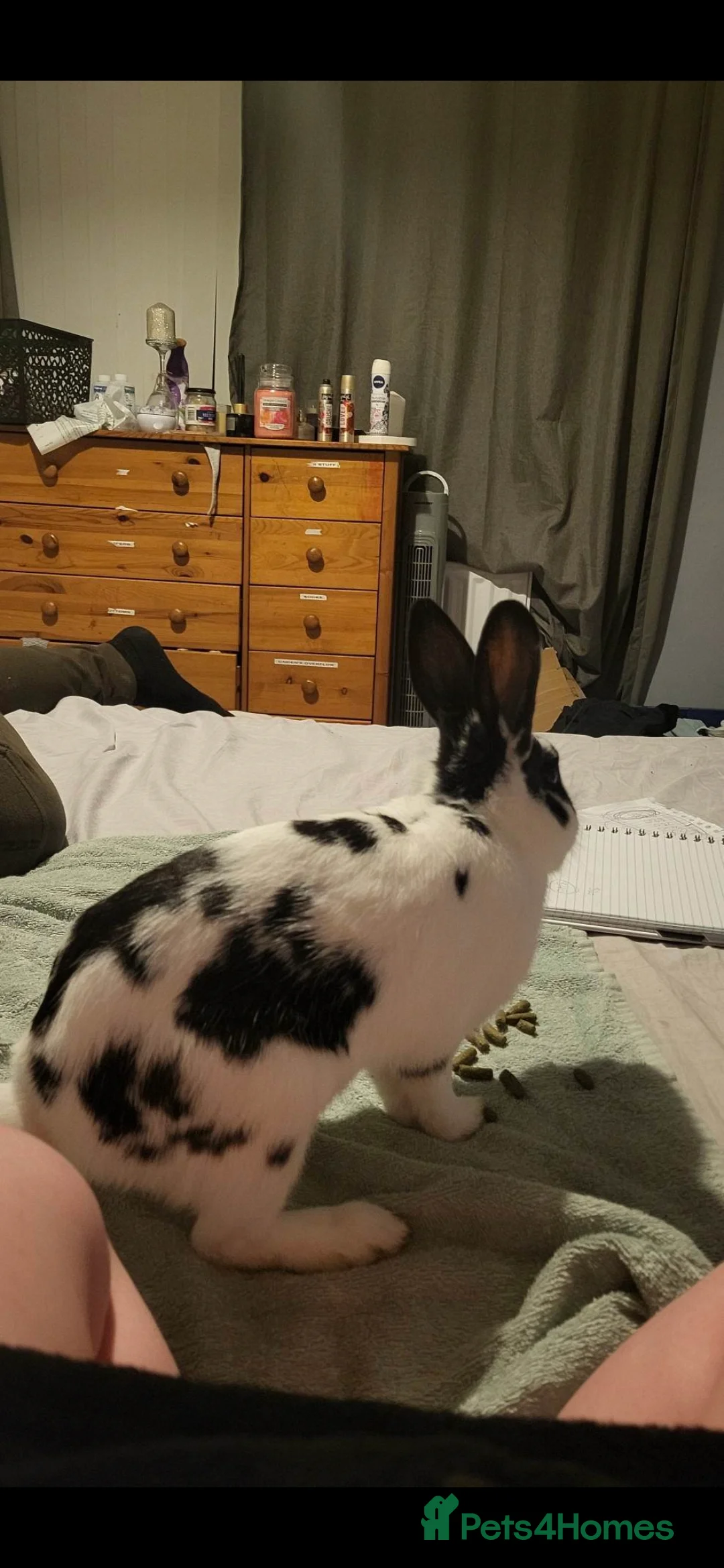 Mixed Breed rabbits for sale: Nala she is spayed  - Advert 3
