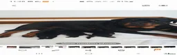 Rottweiler dogs for sale: Outstanding full German champion pedigree puppies  in Solihull - Advert 3