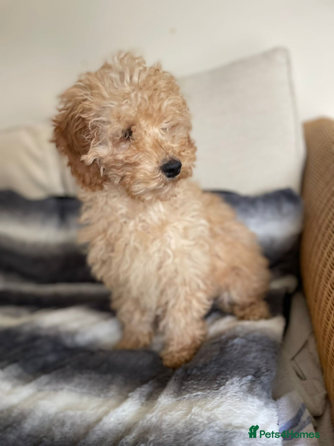 Cockapoo dogs for sale: Only two boys available  - Image 3