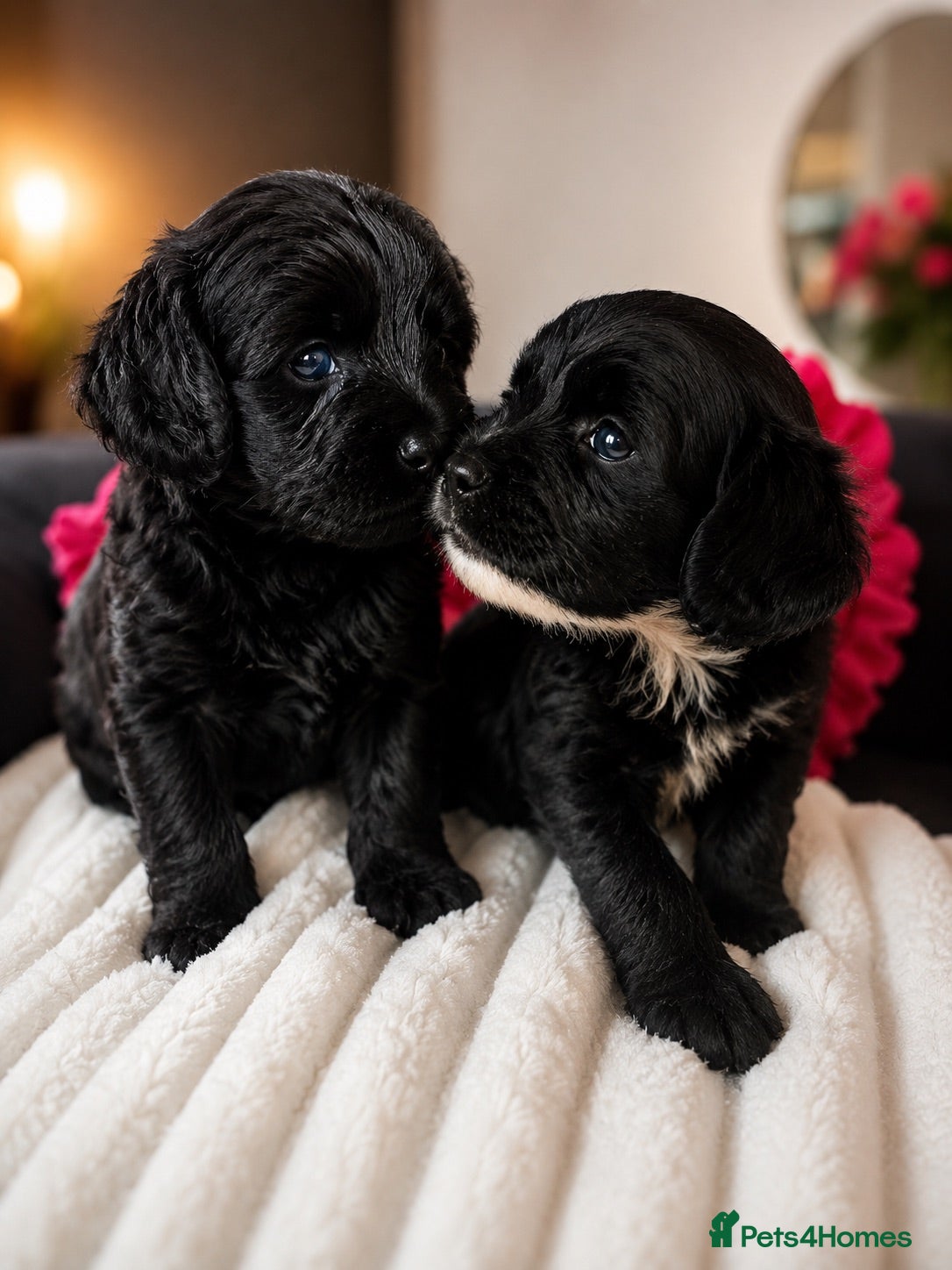 Cockapoo dogs 5* rated licensed vet approved F2b mini REDUCED  - Advert 2