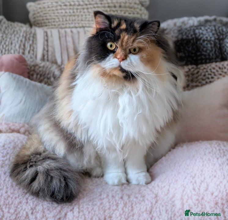 British Longhair cats 💞Unique Girl BLH Neutered 😻  - Advert 2