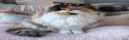 British Longhair cats for sale: 💞Unique Girl BLH Neutered 😻  - Advert 1