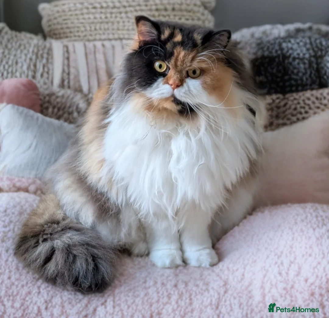 British Longhair cats for sale: 💞Unique Girl BLH Neutered 😻  - Advert 1