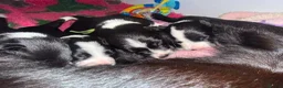 Border Collie dogs for sale: Fully Health Tested Border Collie Puppy For Sale in Coleford - Advert 35