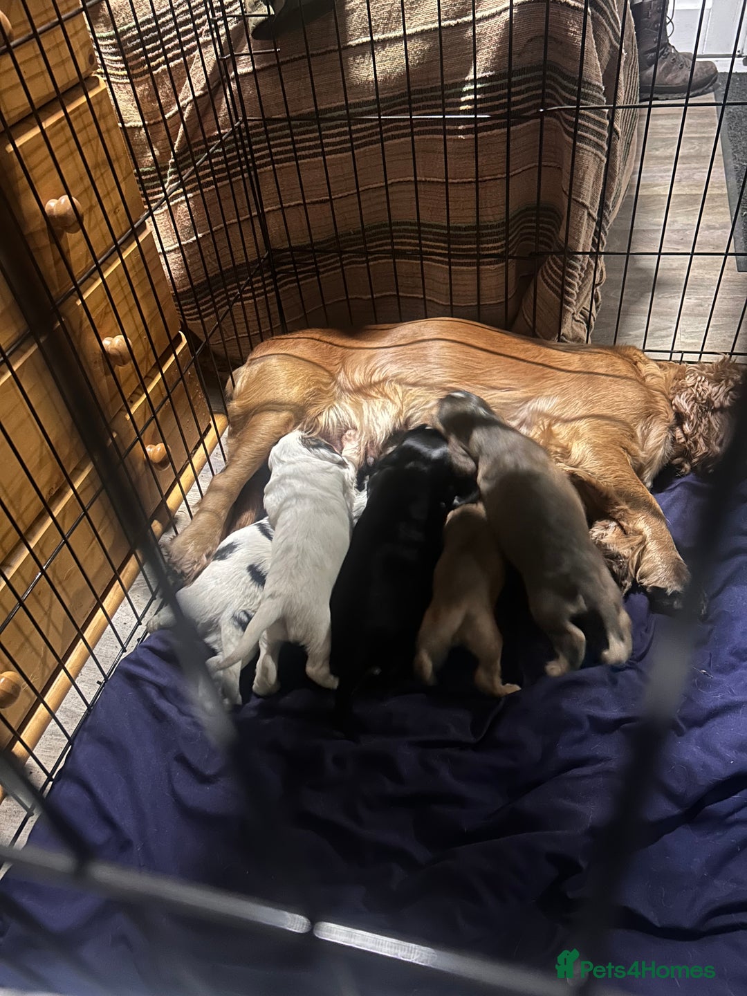 Cocker Spaniel dogs for sale: Cocker spaniel puppies for sale - Advert 15