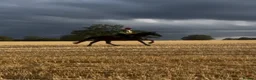 Welsh Section D horses for sale: Zeela WelshD Mare 🩶 in Hemel Hempstead - Advert 4