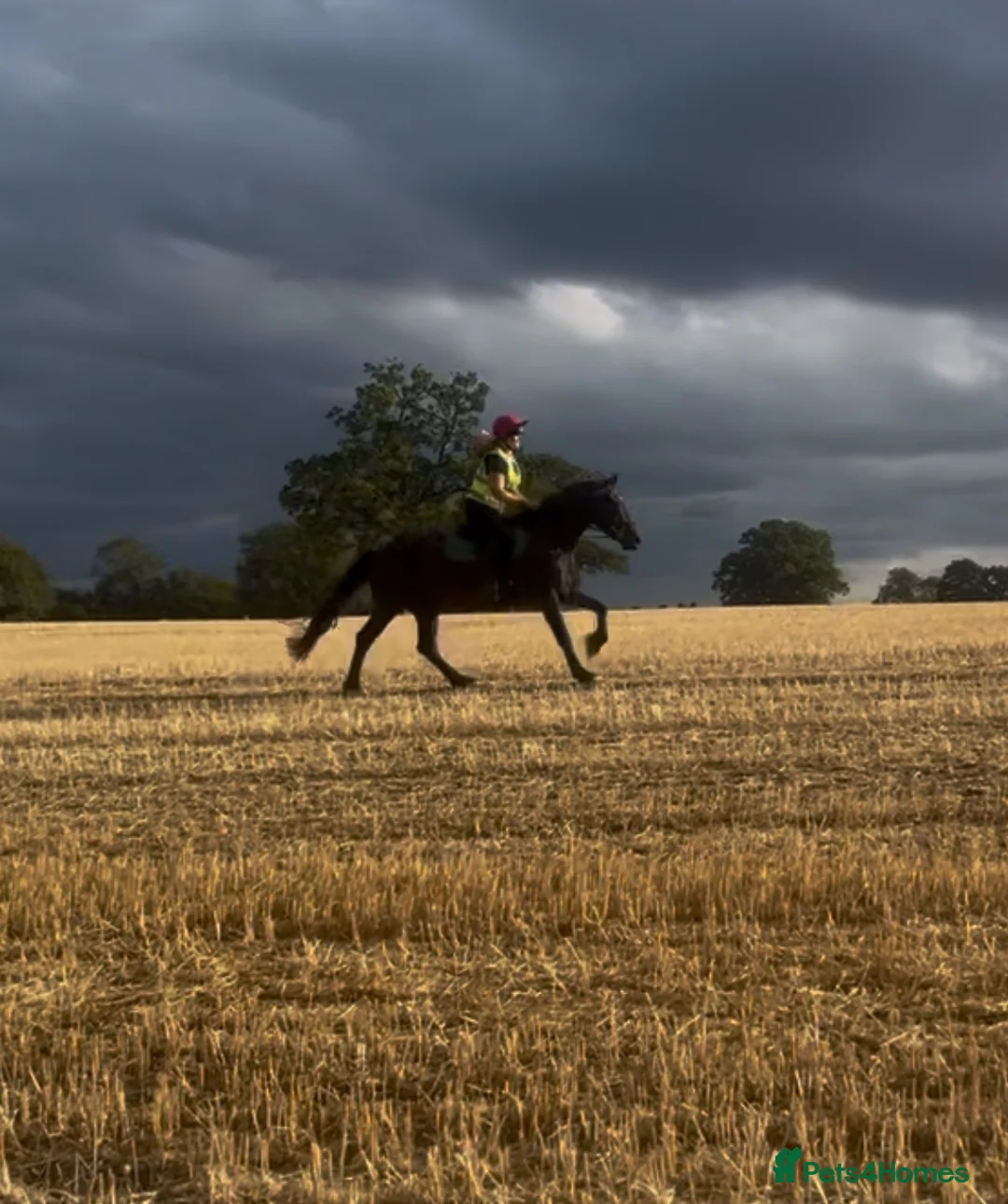 Welsh Section D horses for sale: Zeela WelshD Mare 🩶 in Hemel Hempstead - Advert 4