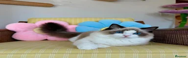 Ragdoll 3