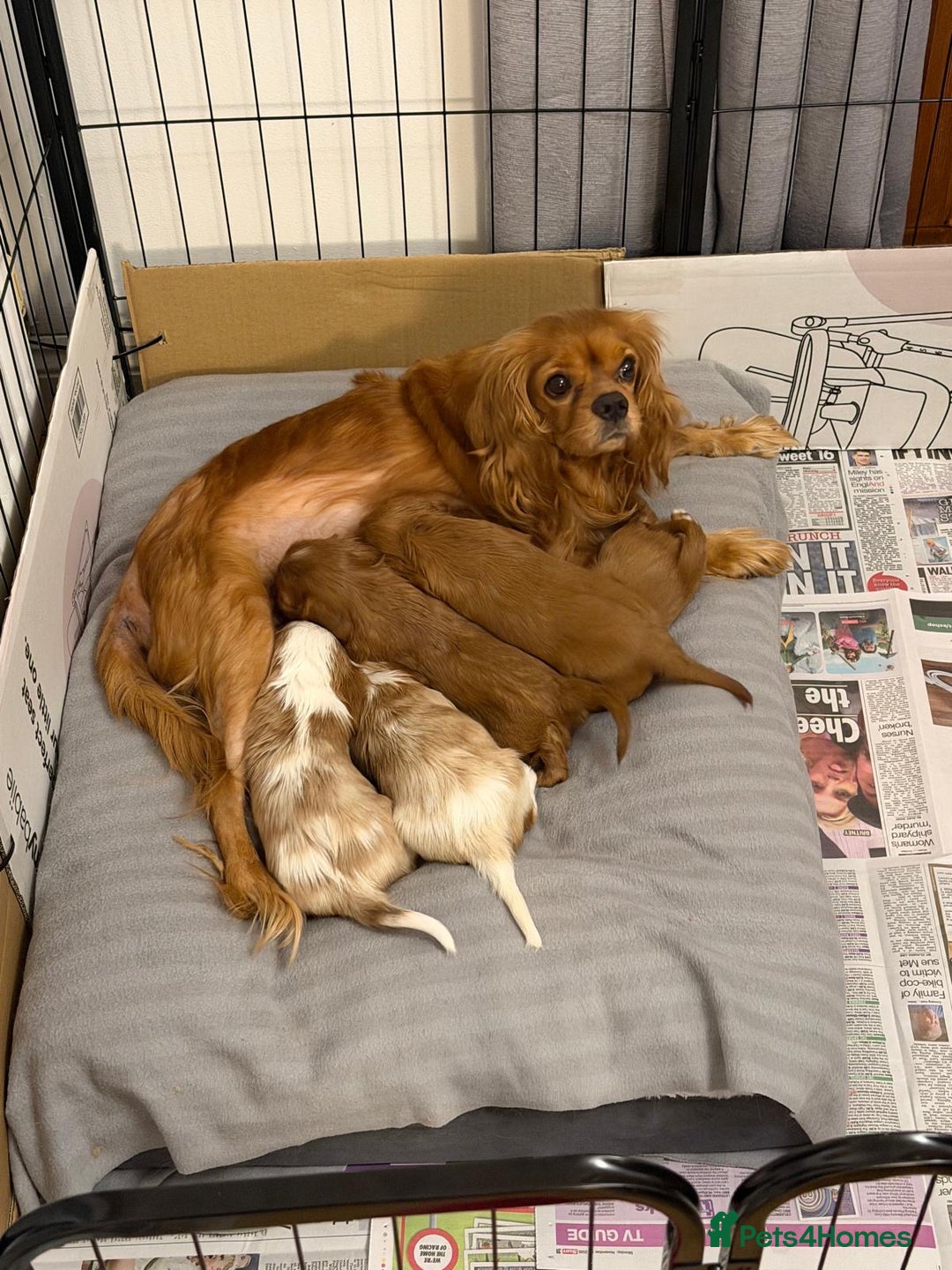 Cavalier King Charles Spaniel dogs for sale: Beautiful KC Registered Boy ✨ Health Tested ✨ - Advert 12