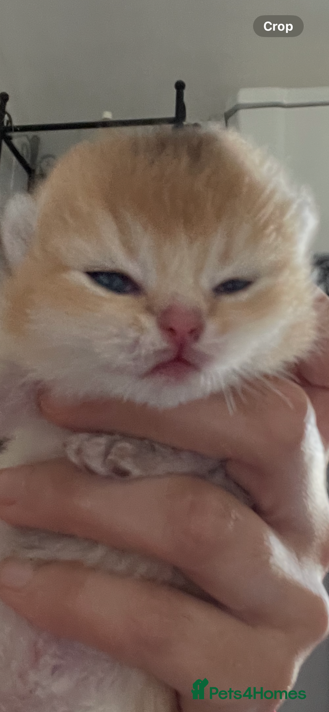 British Shorthair cats for sale: Gorgeous GCCF Ny12 + white kittens  - Image 11
