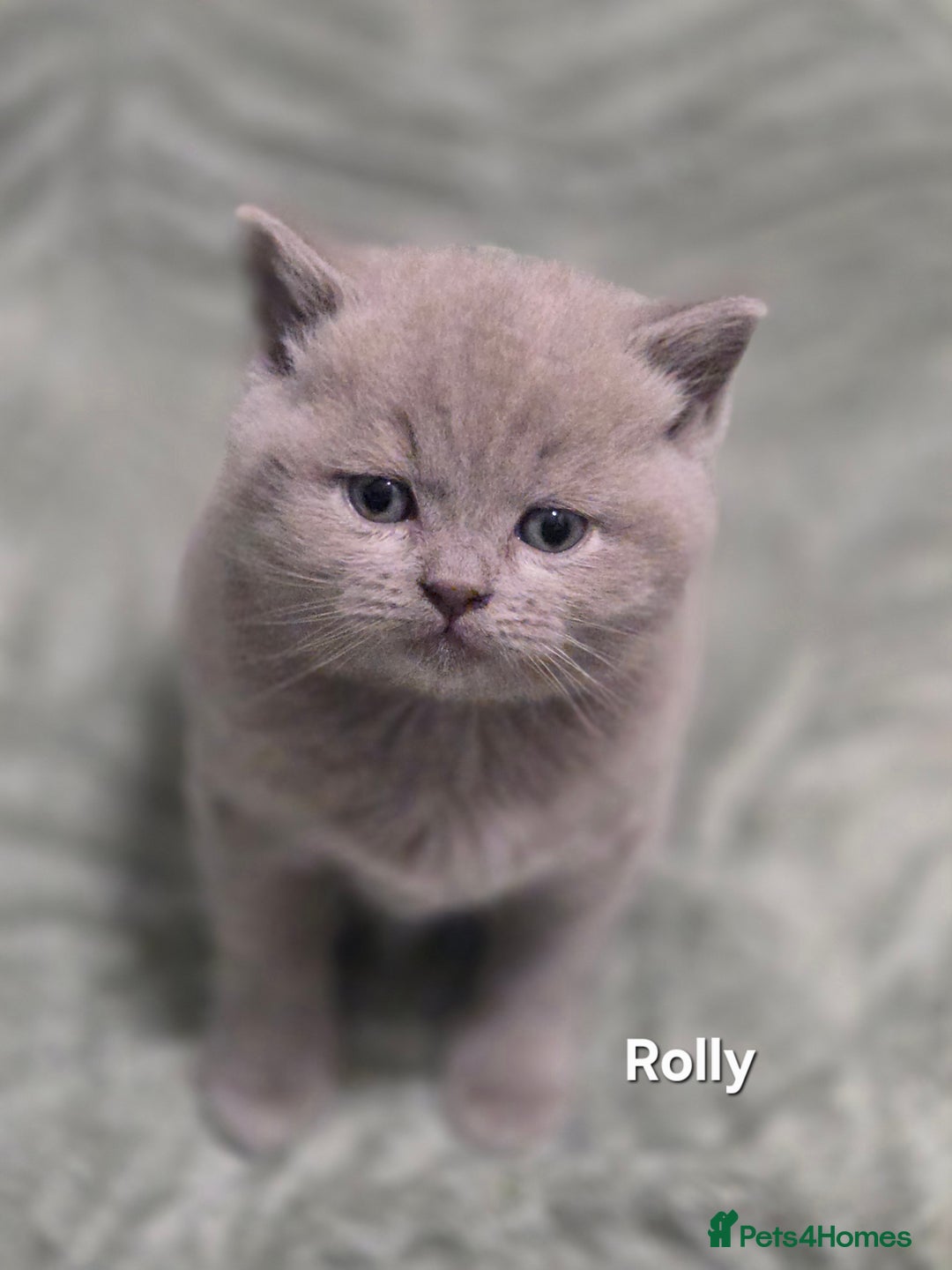 British Shorthair cats for sale: British Shorthair Kitten - Advert 5