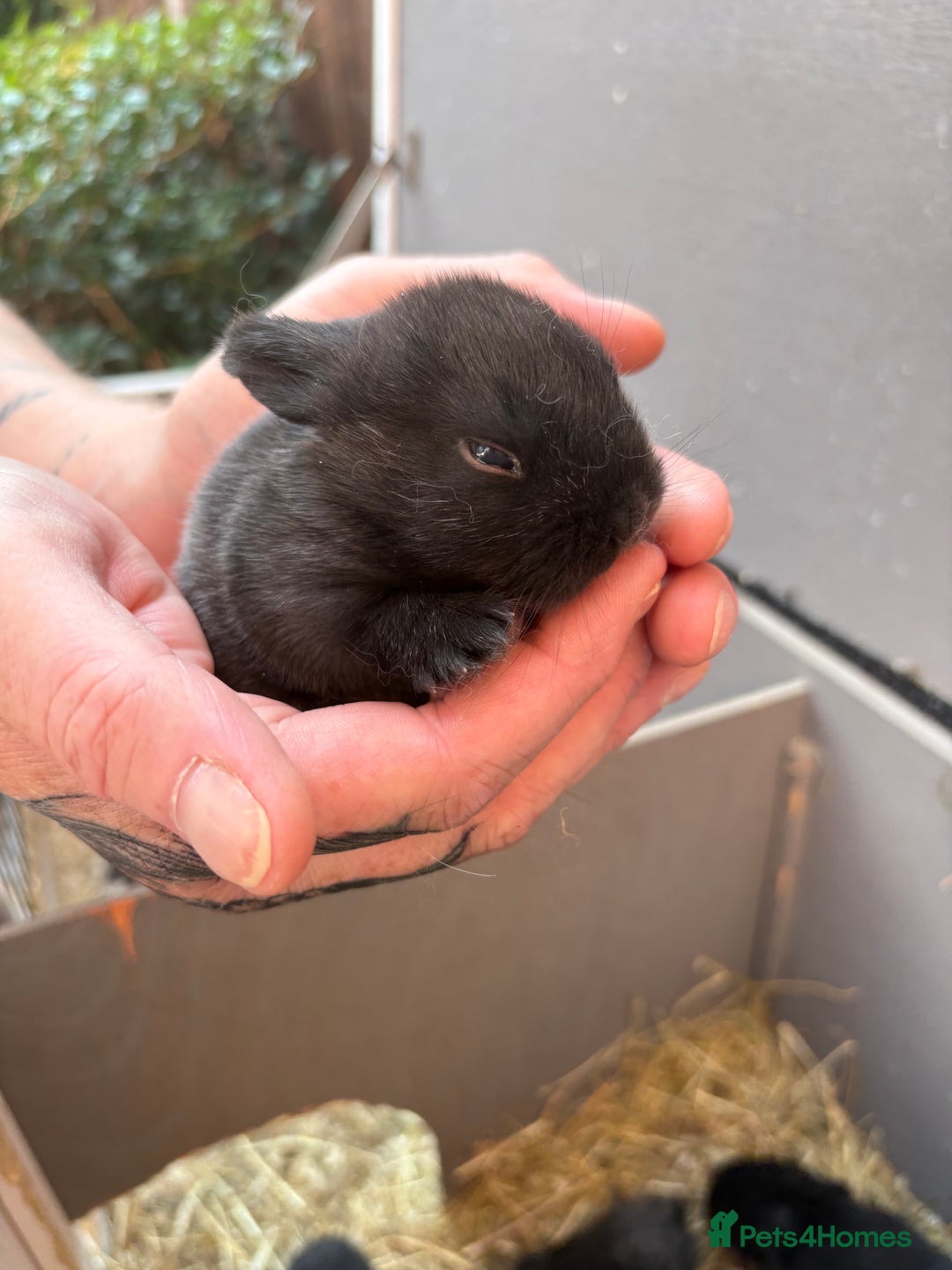 Vienna rabbits for sale: baby bunnies ready early sep - Image 2