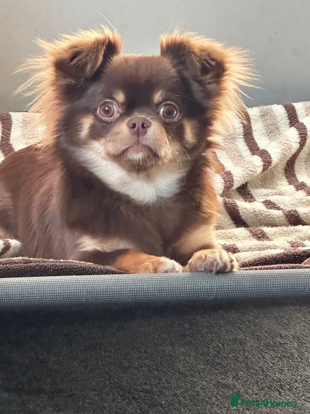 Chihuahua dogs for sale: Beautiful long haired chihuahua.  - Advert 2