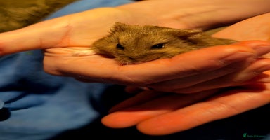 Hamster rodents - Advert 1