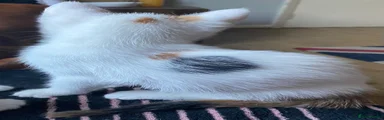 Mixed Breed 4