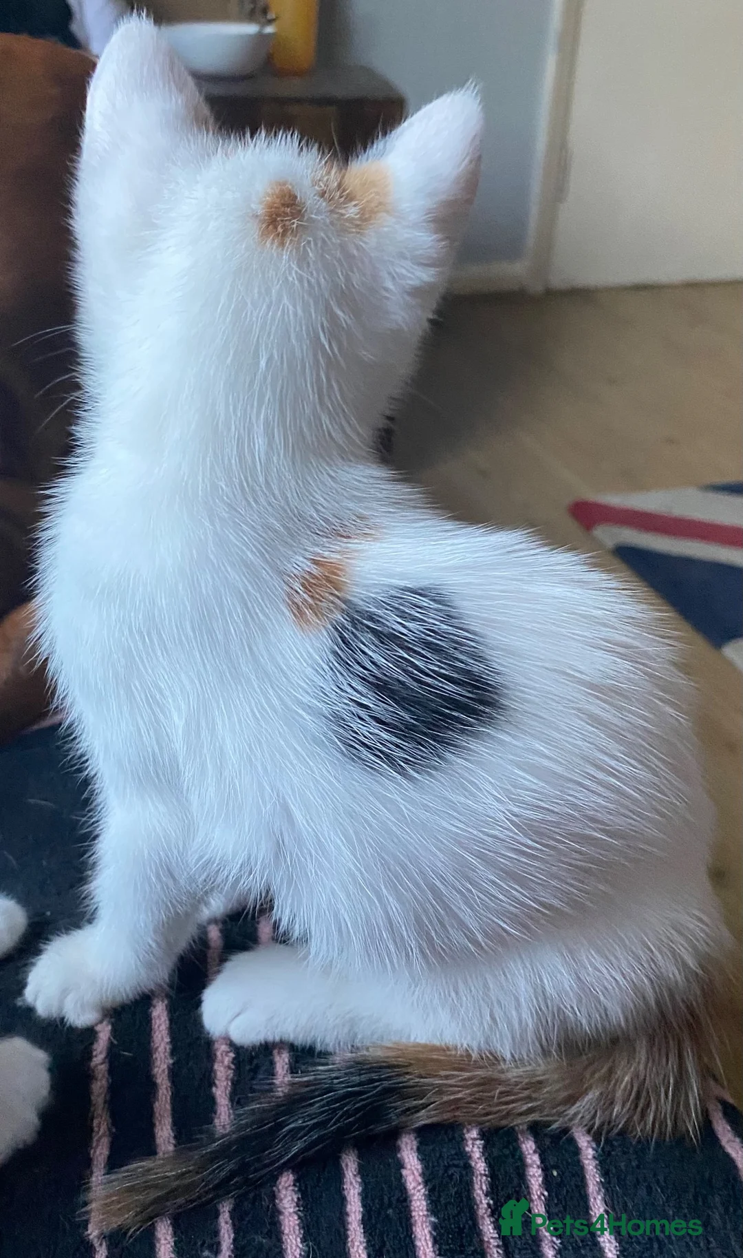 Mixed Breed cats for sale: BEAUTIFUL KITTENS READY FOR THEIR FOREVER HOMES 🐾 - Advert 2