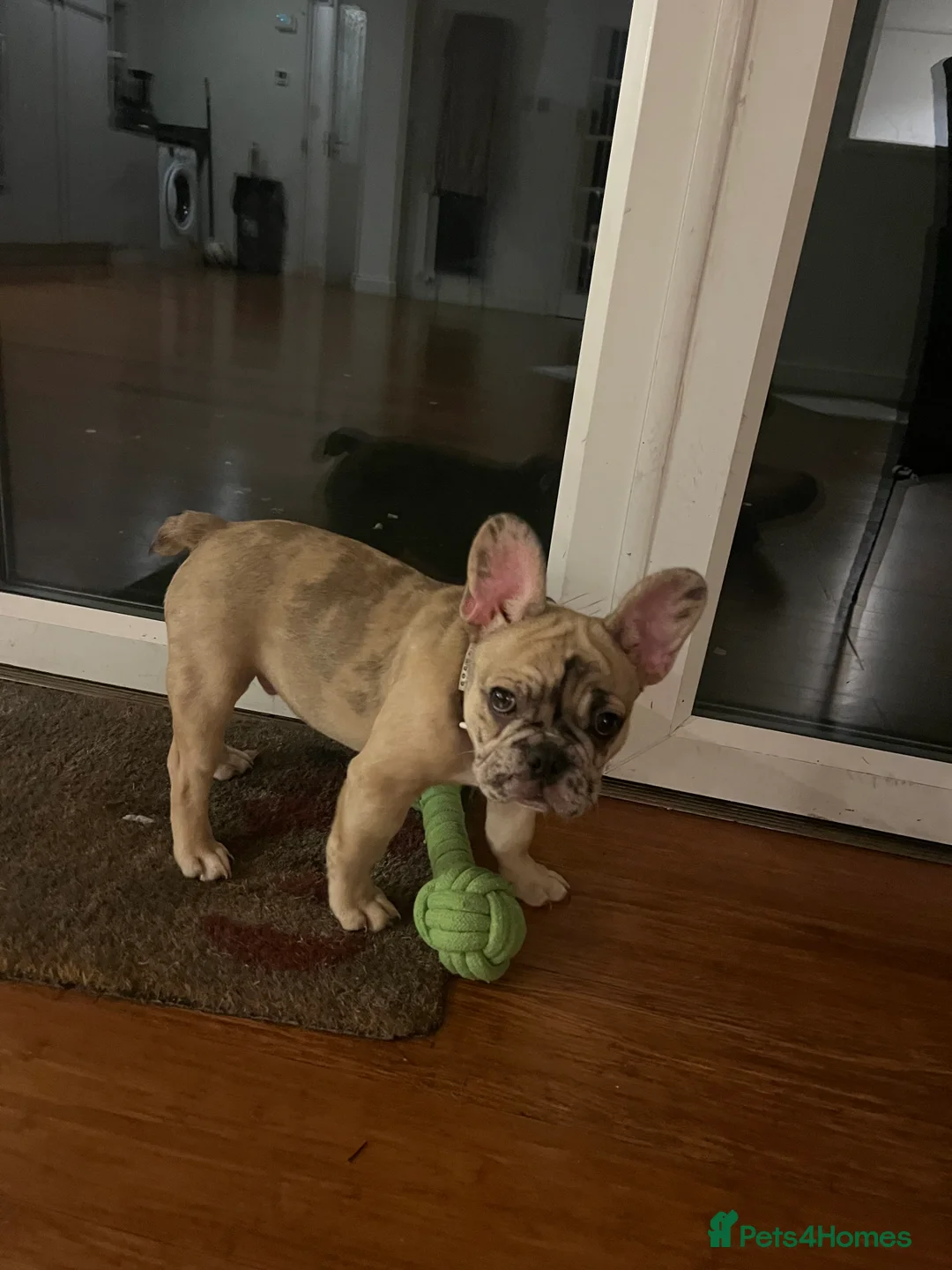 French Bulldog dogs for sale: French bulldog  - Advert 6
