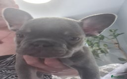 French Bulldog dogs for sale: Big Perm, fluffy and furnished frenchies  - Image 19