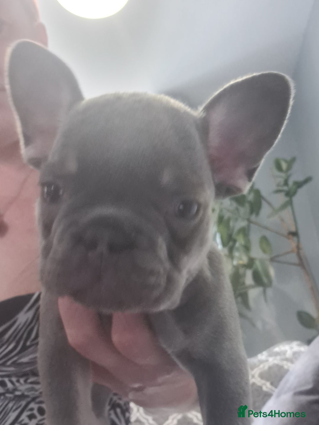 French Bulldog dogs for sale: Big Perm, fluffy and furnished frenchies  - Image 19