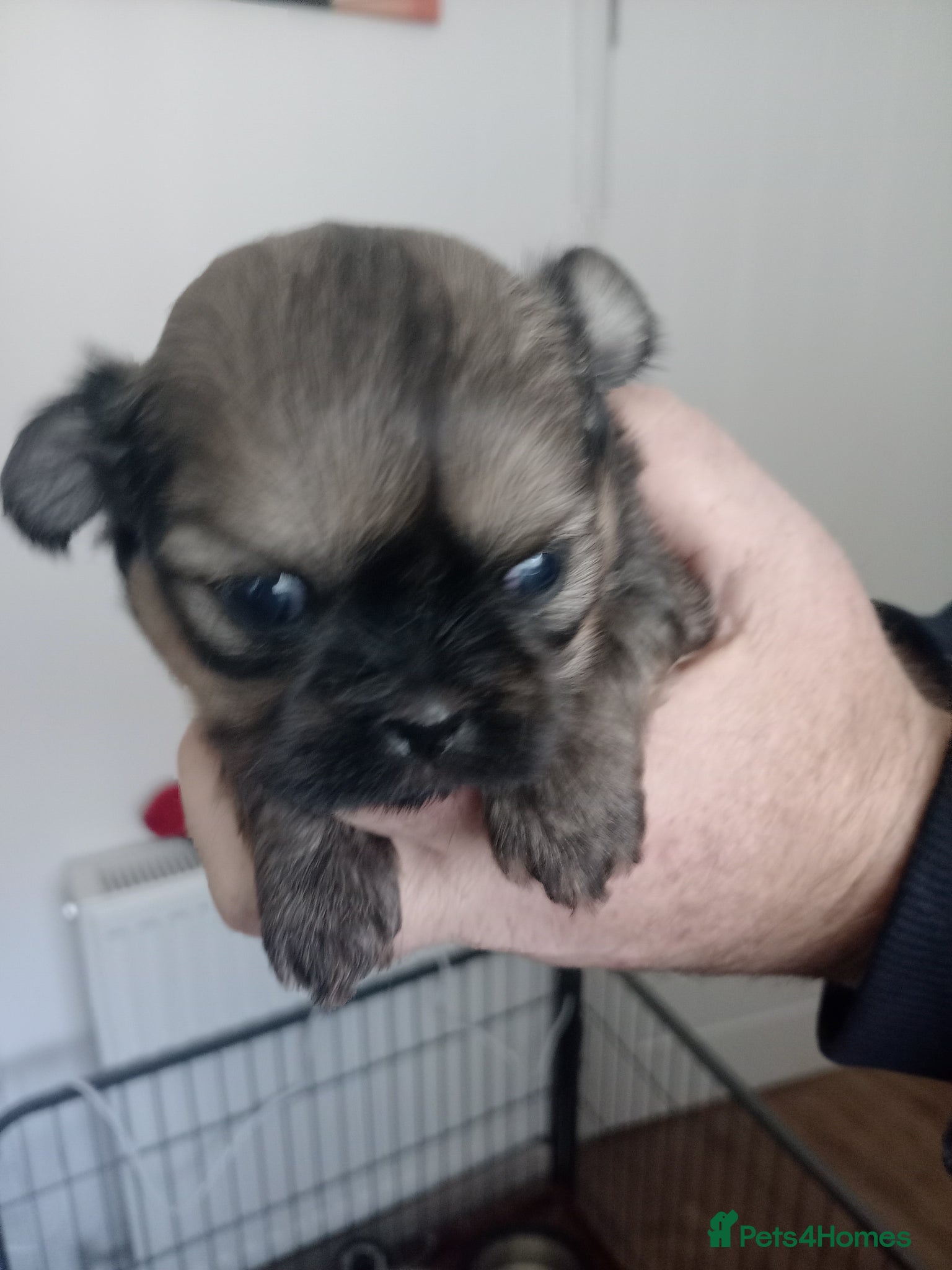 Shih Tzu dogs Imperial Shihtzu Puppies  - Advert 13