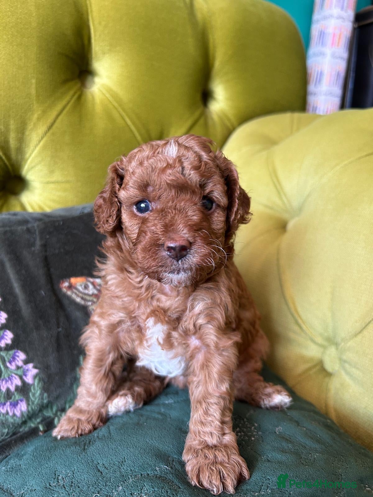 Mixed Breed dogs 🌟 Stunning F1b Cavapoo Puppies For Sale 🌟 - Advert 2