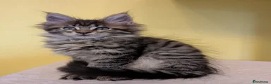 Maine Coon Kitten 7
