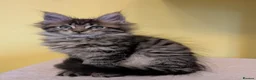 Maine Coon cats for sale: TICA Registered Maine Coon Kittens  - Advert 10