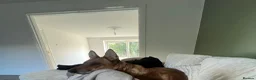 German Shepherd dogs for sale: German shepherd OPEN TO OFFERS - Advert 11