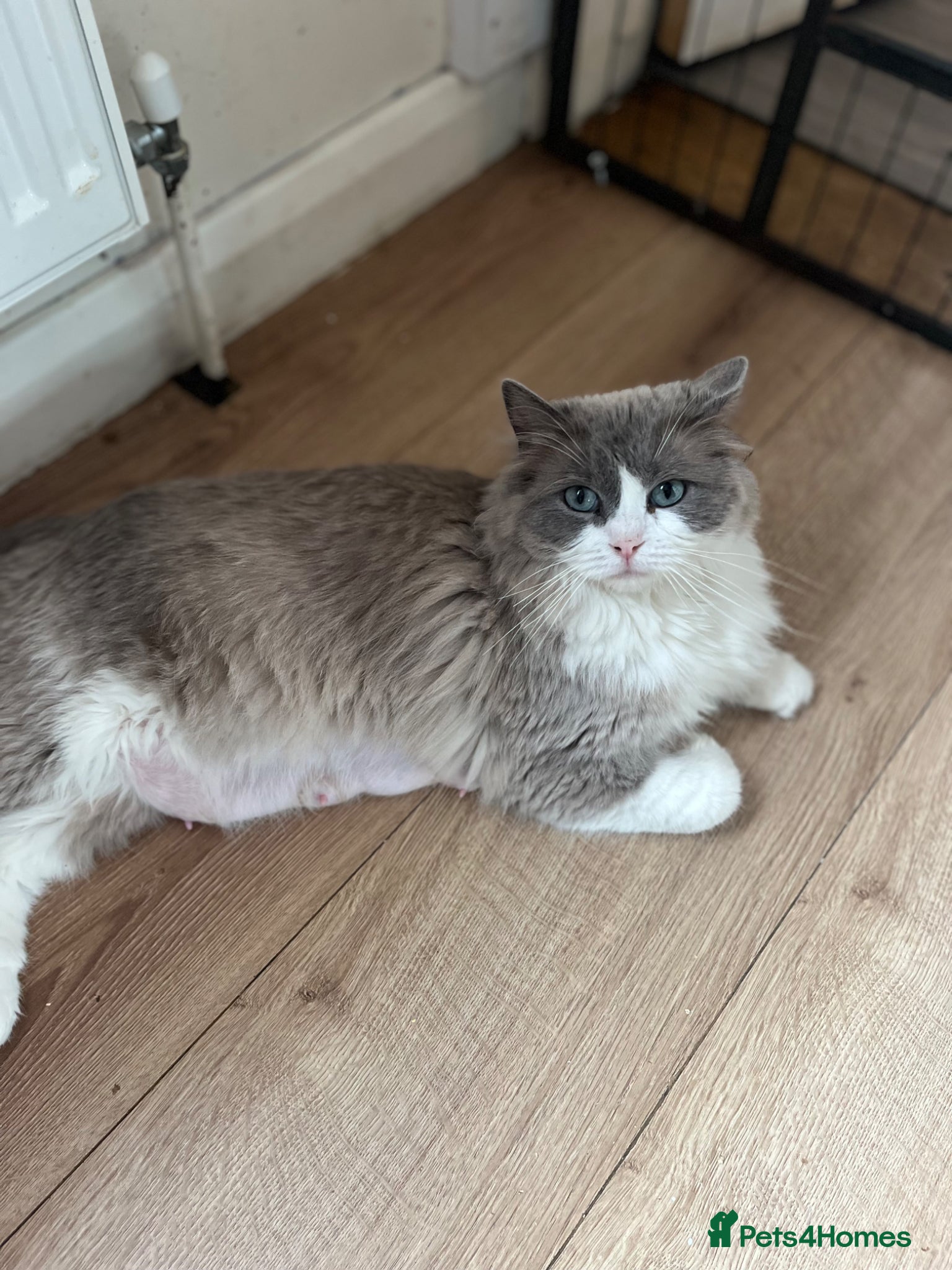 Ragdoll cats Gorgeous Cherubim ragdoll kittens  - Advert 1