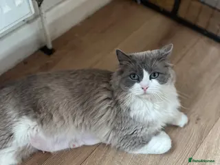 Ragdoll cats Gorgeous Cherubim ragdoll kittens - Advert 1