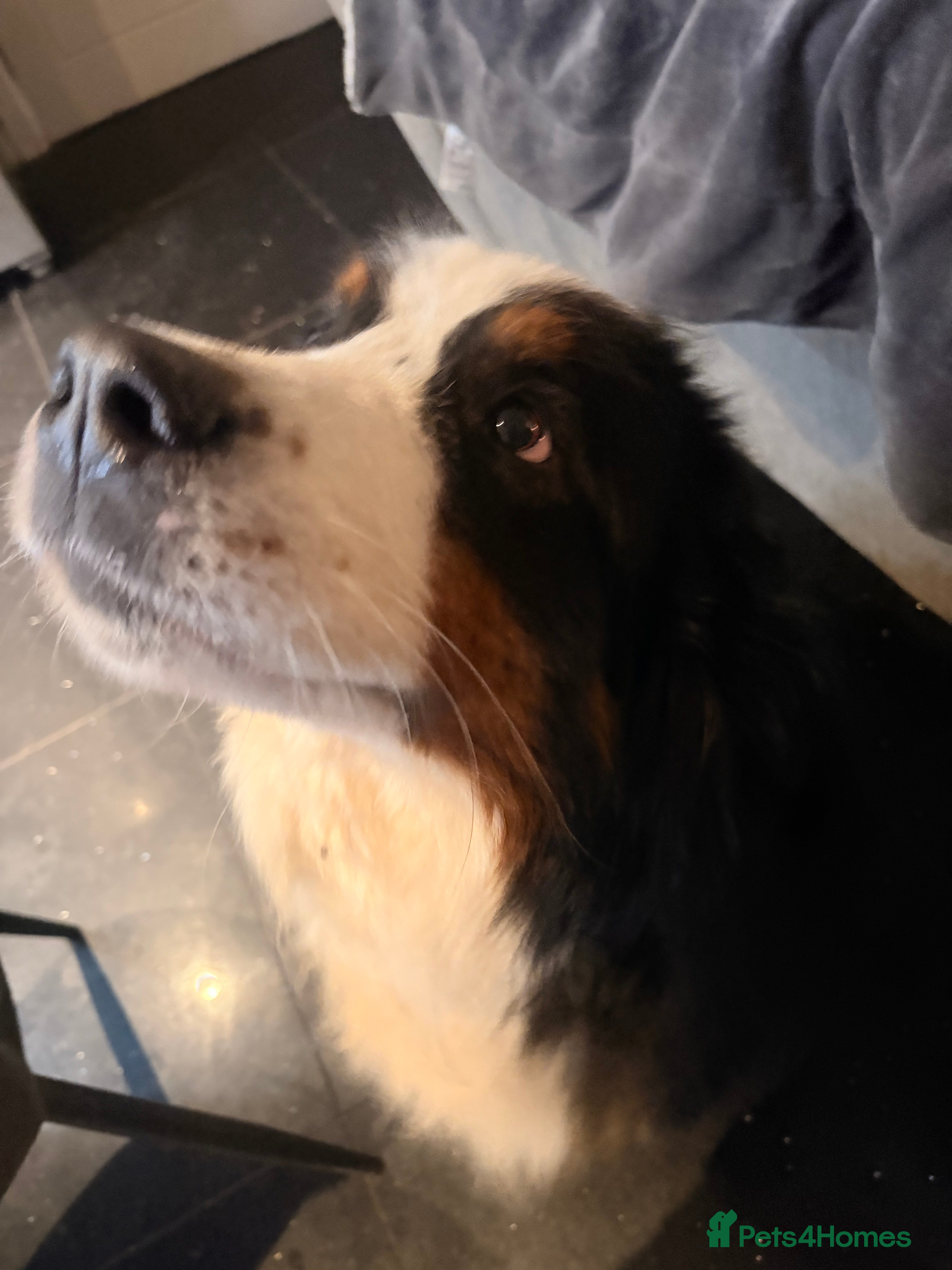 Bernese Mountain Dog dogs Gorgeous Bernese mountain dog female  - Advert 1