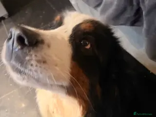 Bernese Mountain Dog dogs Gorgeous Bernese mountain dog female - Advert 1