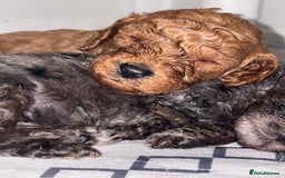 Cockapoo dogs for sale: F1bb mini cockapoo puppies  - Image 4