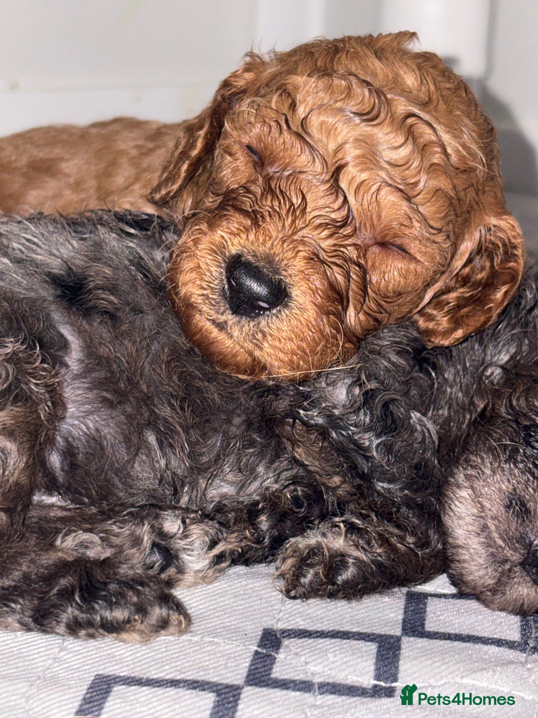 Cockapoo dogs for sale: F1bb mini cockapoo puppies  - Image 4