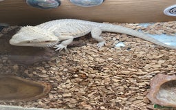Bearded Dragon reptiles for sale: Bearded dragon and Vivarium - Image 5
