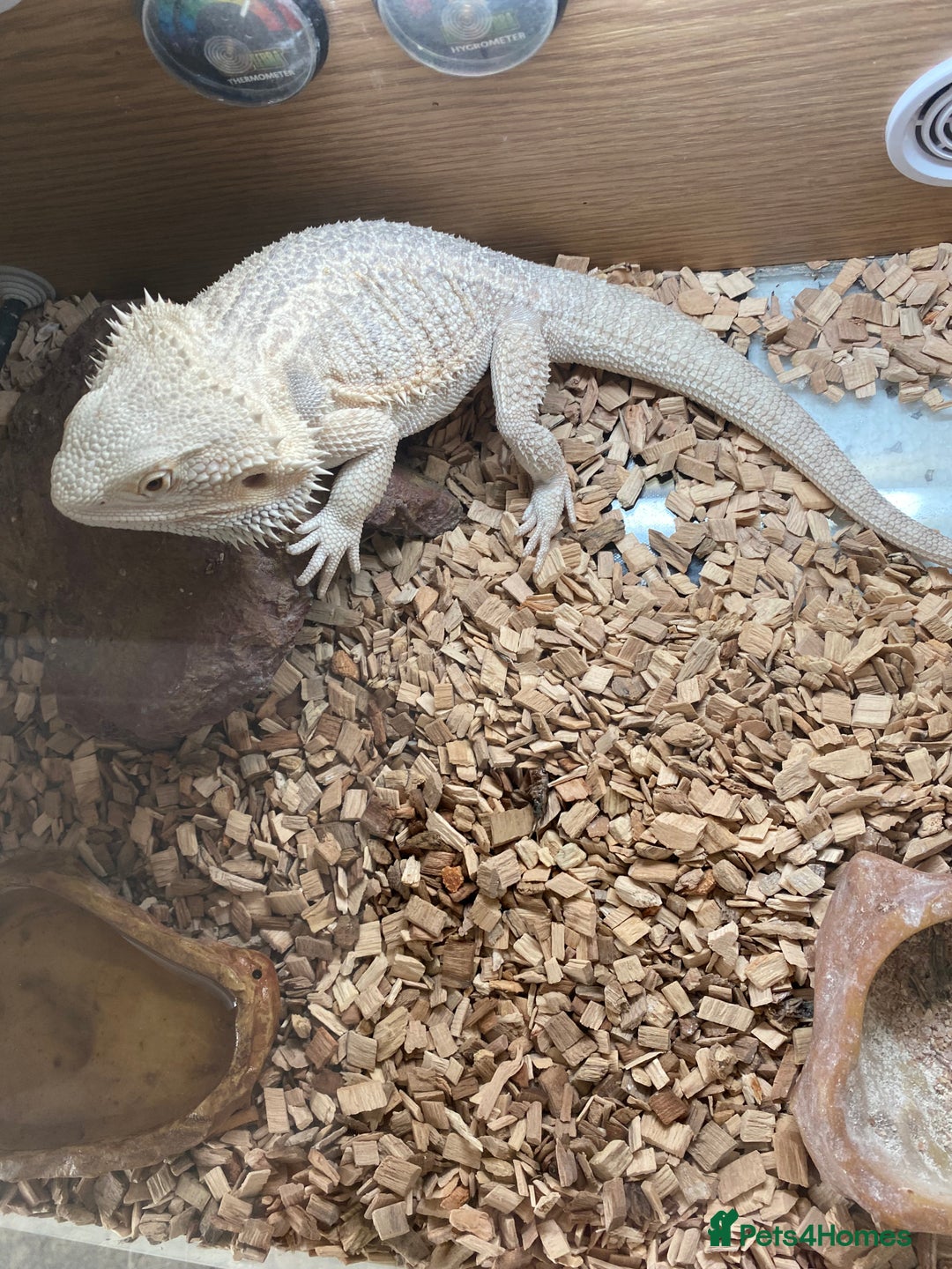 Bearded Dragon reptiles for sale: Bearded dragon and Vivarium - Image 5