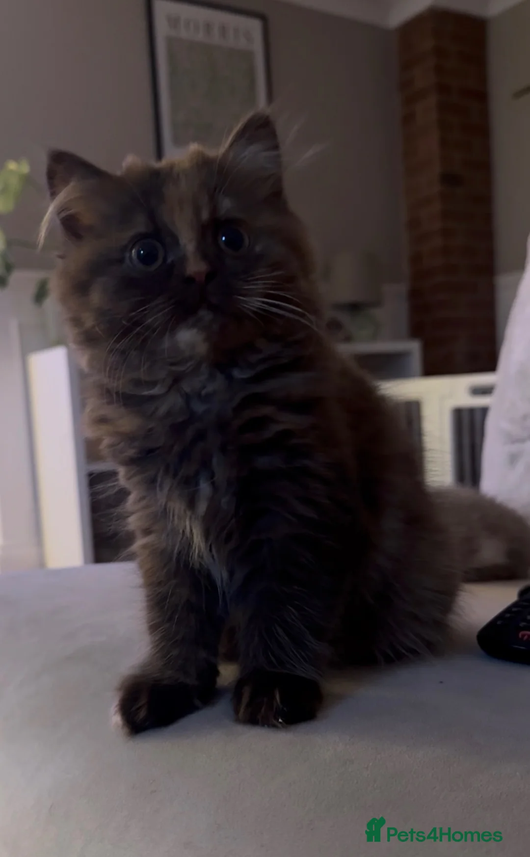 British Shorthair cats for sale: GCCF BSH & BLH KITTENS  - Advert 2