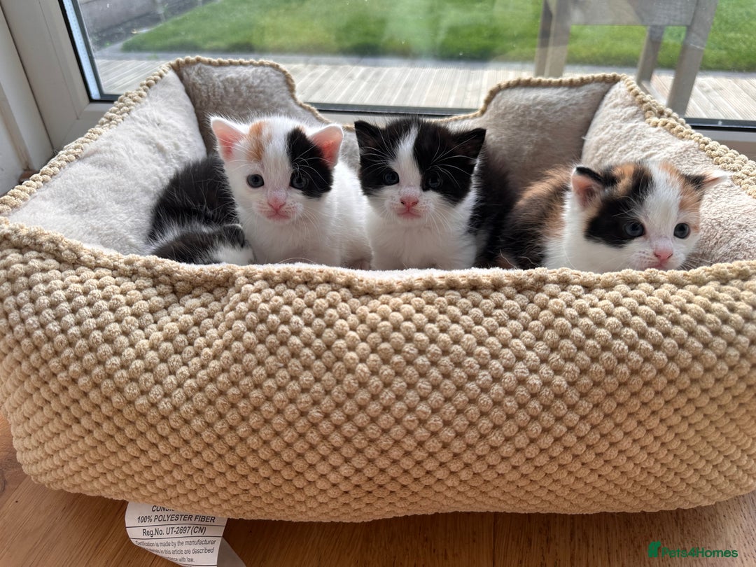 Turkish Van cats for sale: Adorable kittens looking for a home - Image 4