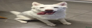 Siberian Husky 1