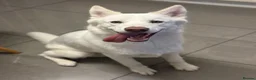 Siberian Husky dogs for sale: Zeus  - Advert 6