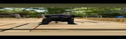 Springador dogs for sale: Springador puppy’s 3 boys 5 girls  - Advert 6