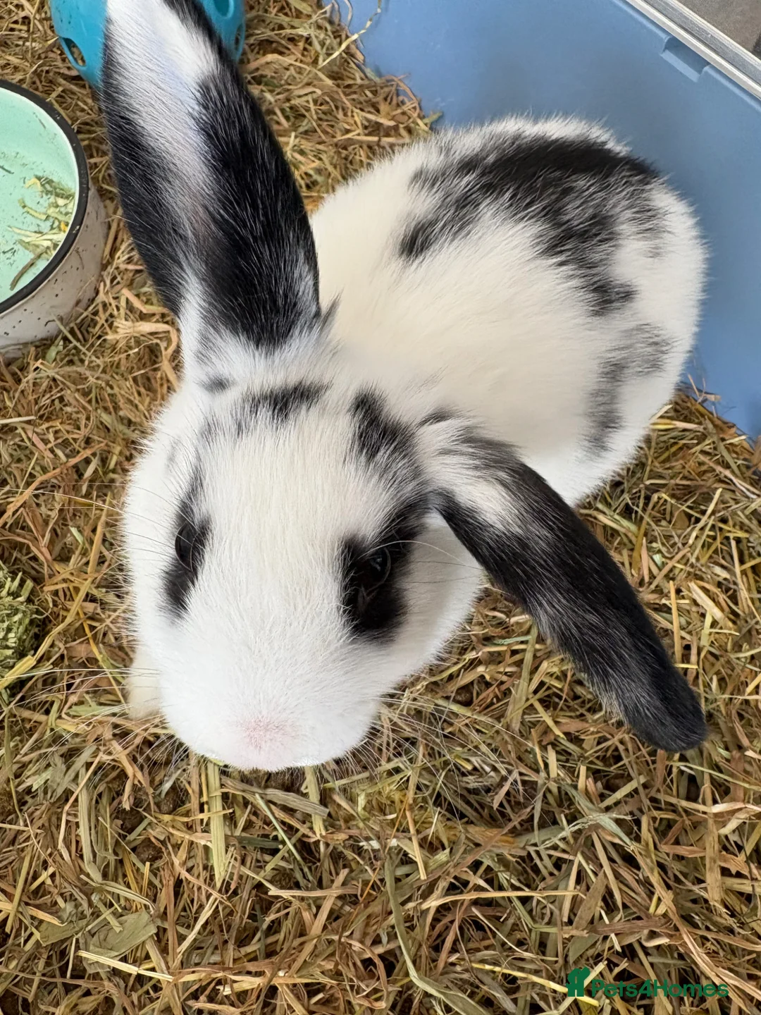 Mixed Breed rabbits for sale: Female dappled rabbit in Stamford - Advert 2