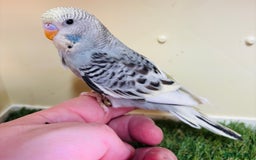 Budgerigars birds for sale: Beautiful baby budgies for sale  - Image 28