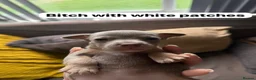 Jack Russell dogs for sale: Wenlock Jack Russells  - Advert 11